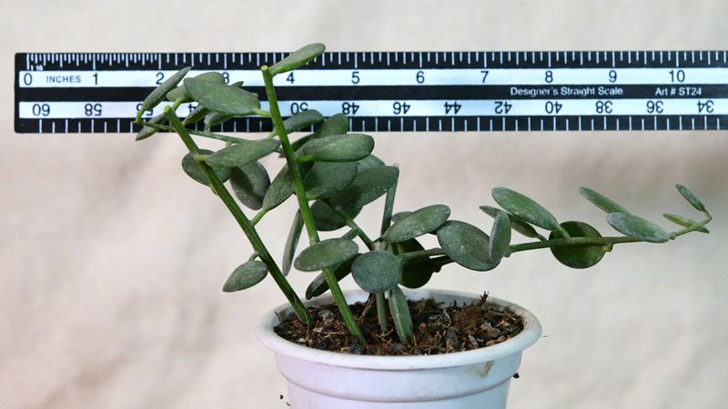 Xerosicyos danguyi - Silver Dollar Plant with ruler for size reference