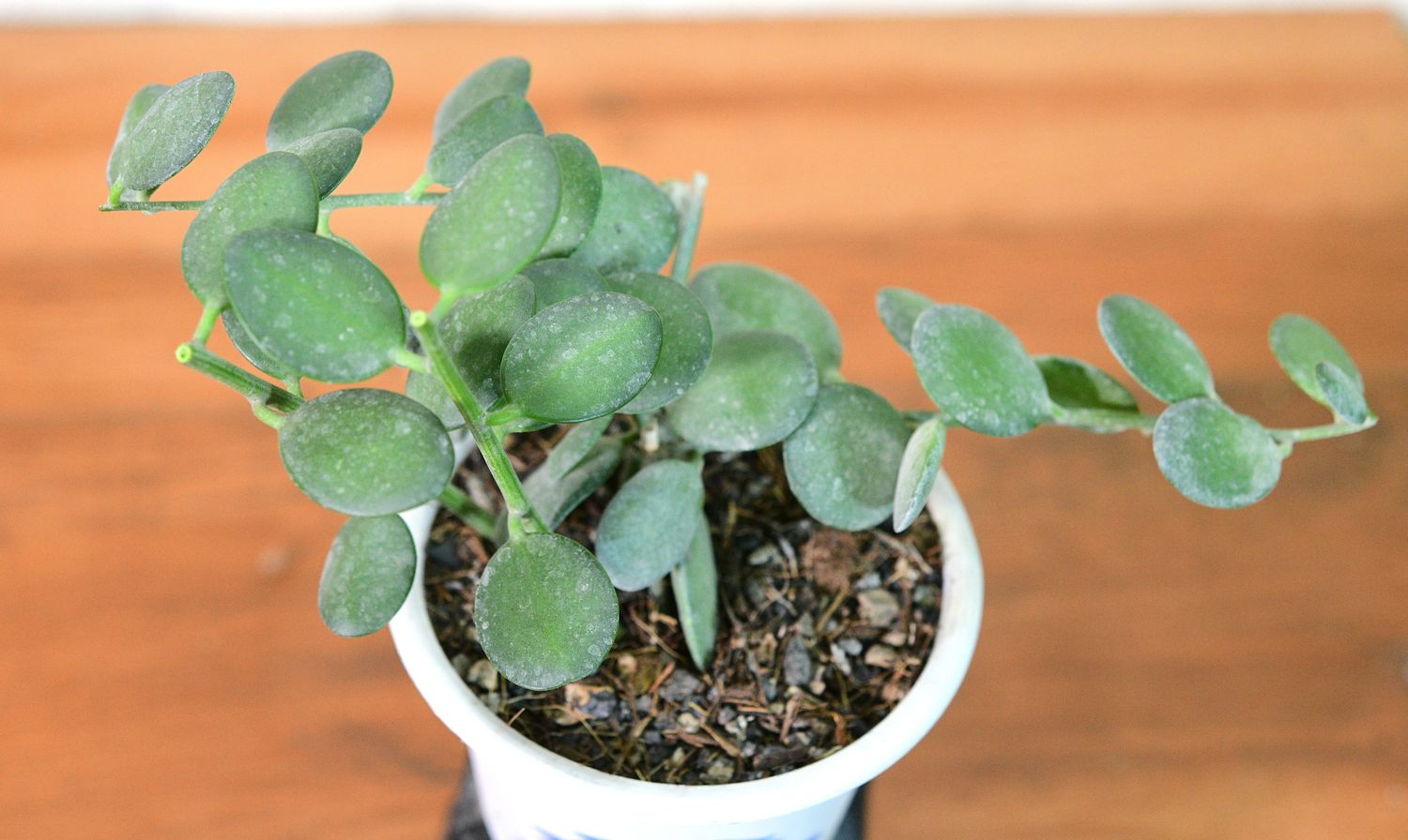 Xerosicyos danguyi - Silver Dollar Plant Xerosicyos danguyi - Silver Dollar Plant compact growth form in white pot