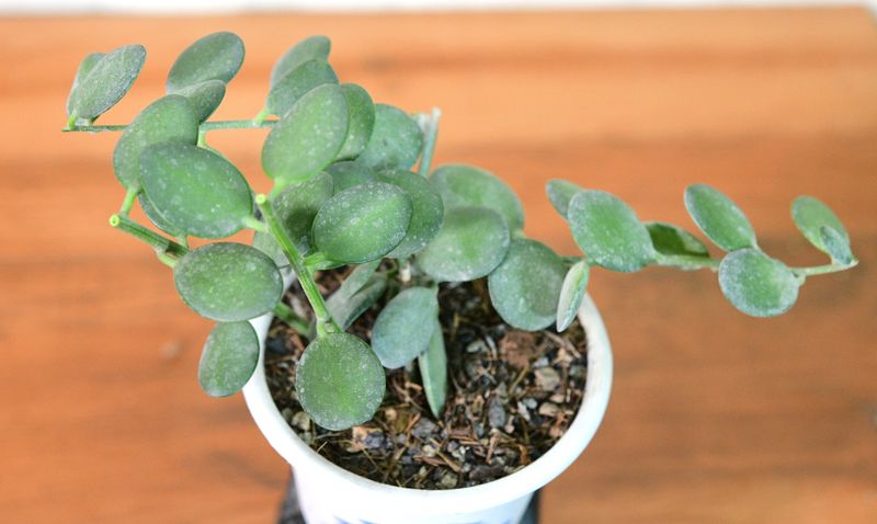 Xerosicyos danguyi - Silver Dollar Plant Xerosicyos danguyi - Silver Dollar Plant compact growth form in white pot