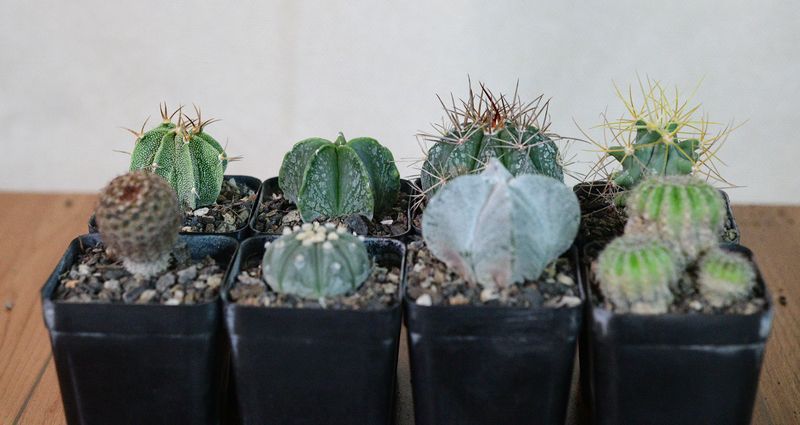 The Star &amp; Stone Collector's Set front view with four cacti in a row