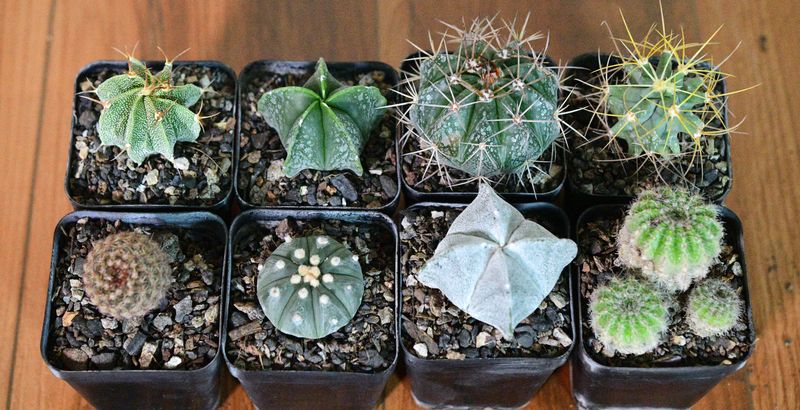 The Star &amp; Stone Collector's Set top-down view of eight potted cacti