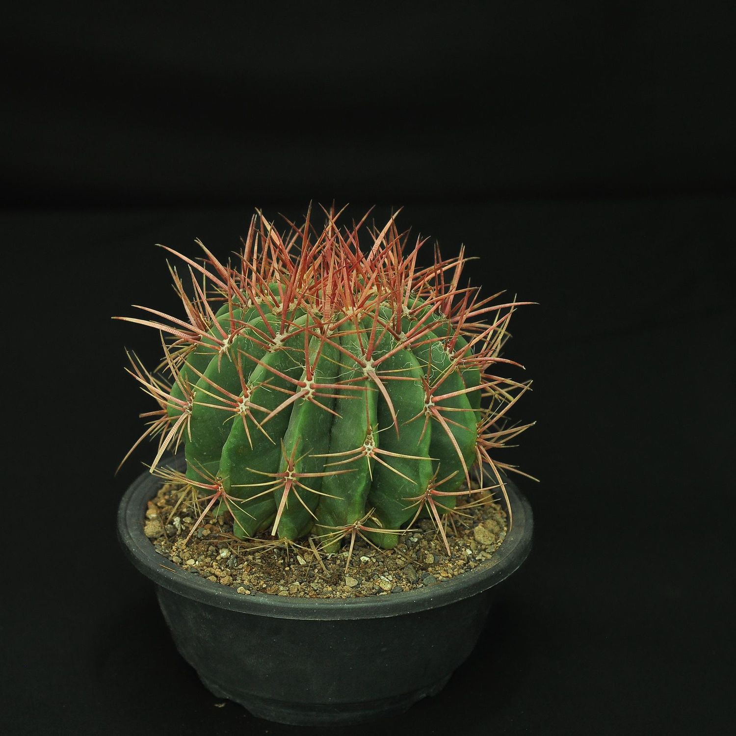 Ferocactus acanthodes