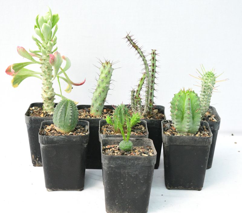 Budget Set of 8 Unique varieties