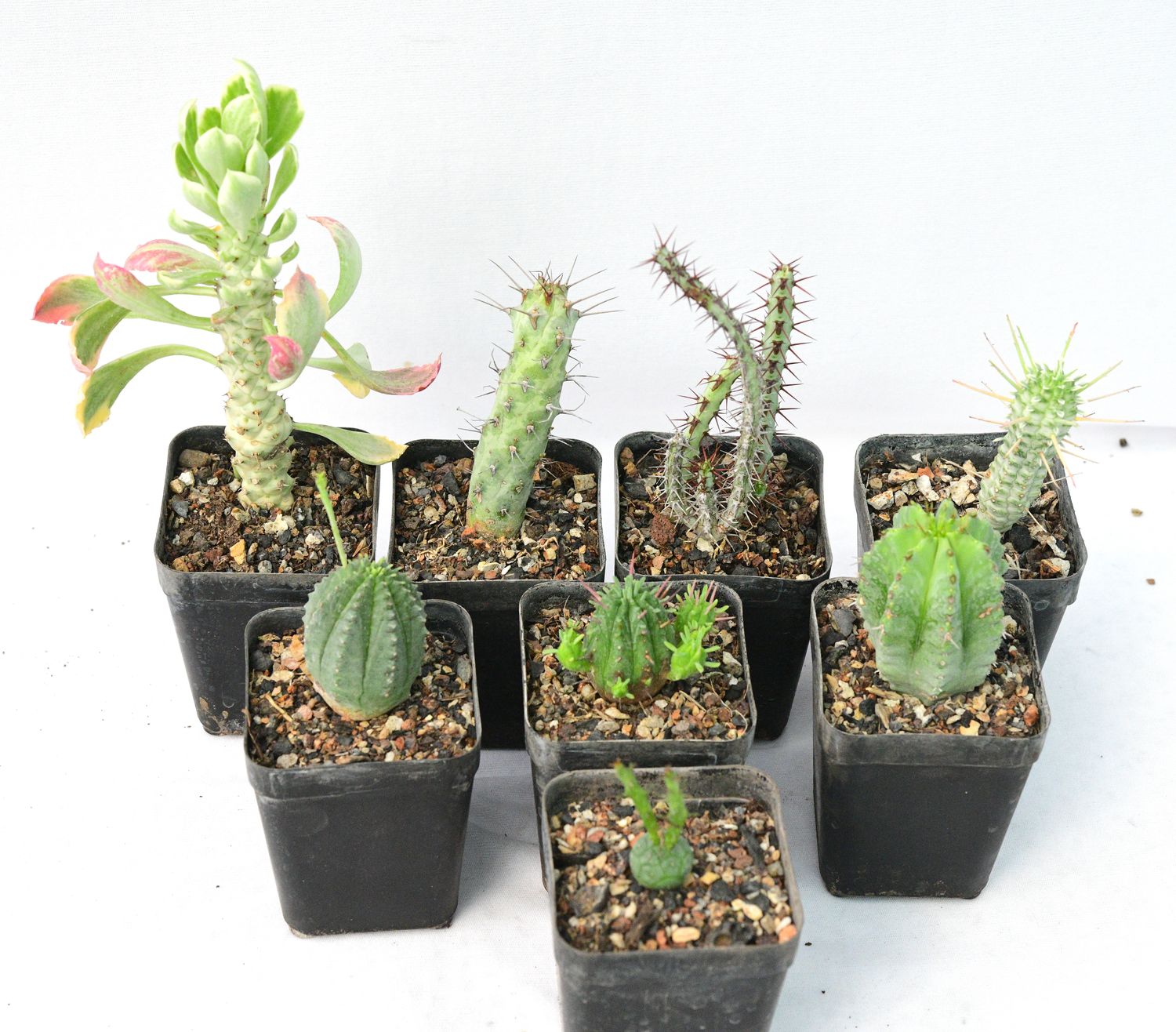Budget Set of 8 Unique varieties