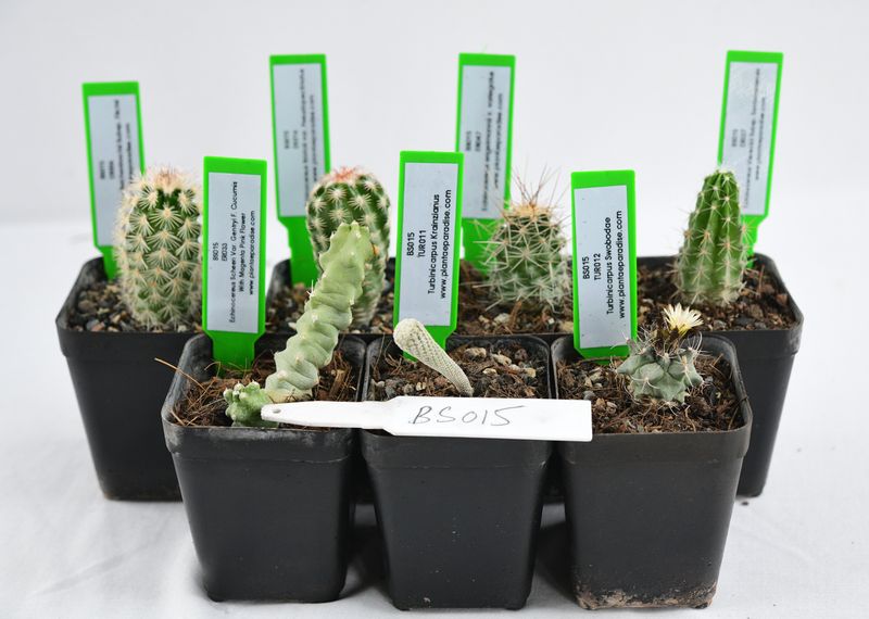 "Mexican Rarity Mix" — 7 Rare Cacti Collection