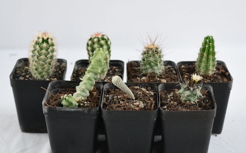 "Mexican Rarity Mix" — 7 Rare Cacti Collection
