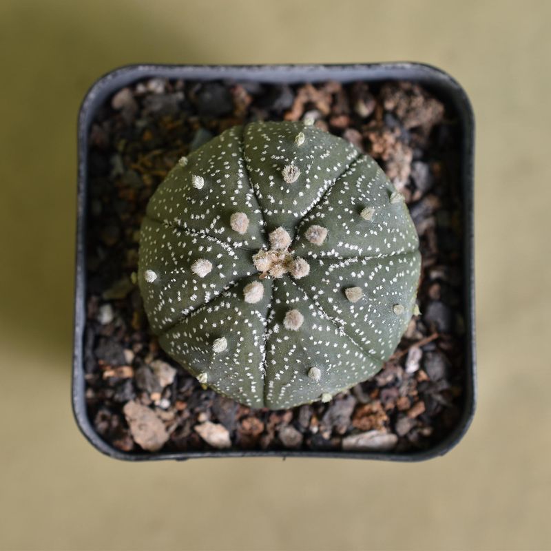 Astrophytum Asterias Native