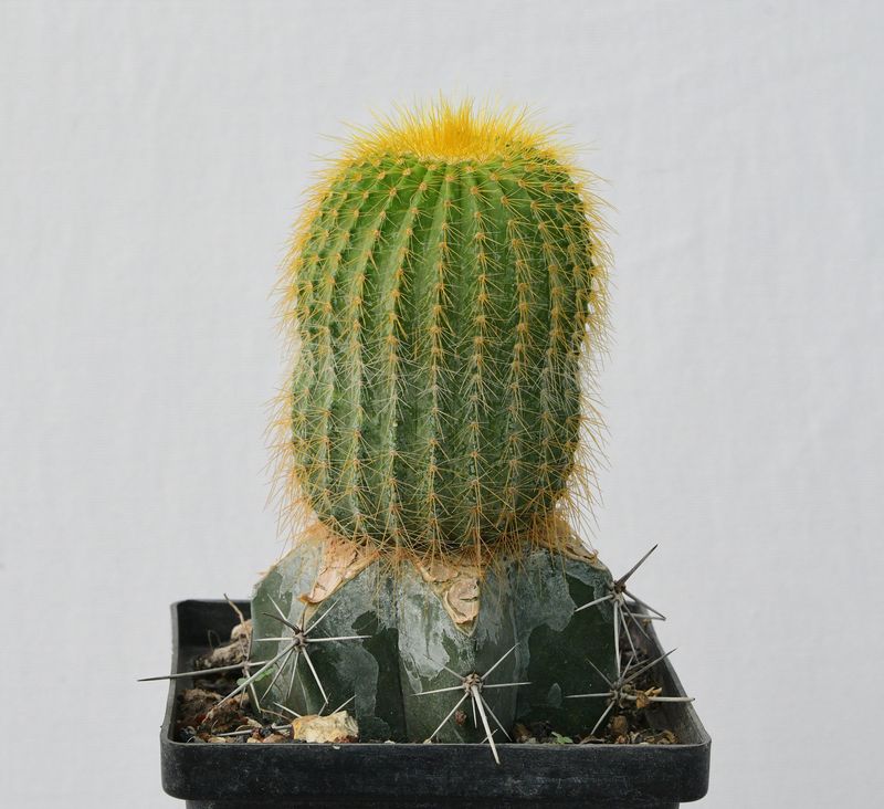 Notocactus leninghausii – Short spine clumping habit
