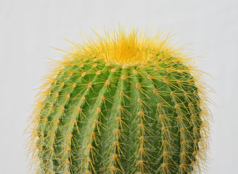 Notocactus leninghausii – Short spine clumping habit