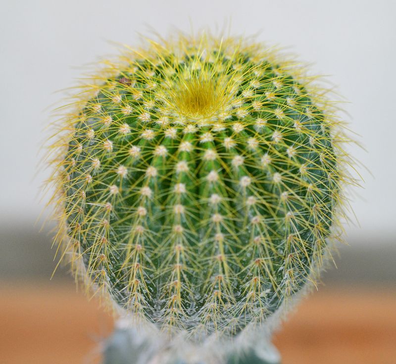 Notocactus leninghausii – Short spine clumping habit