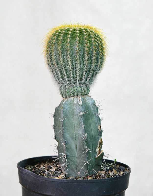 Notocactus leninghausii – Short spine clumping habit