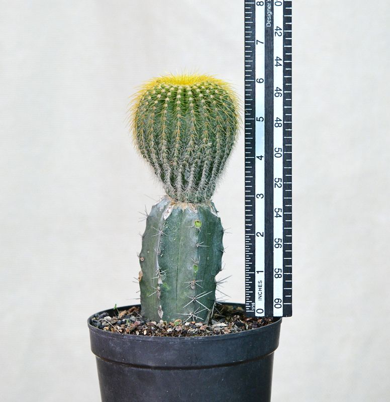 Notocactus leninghausii – Short spine clumping habit with ruler for size reference