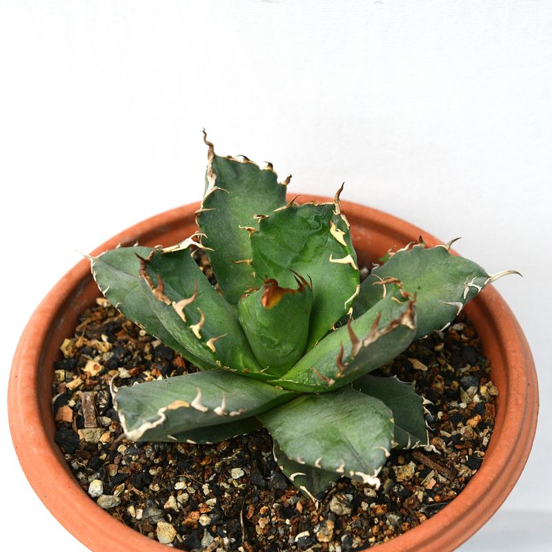 Agave titanota cv. Magic Pill