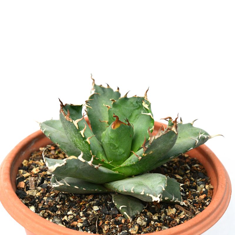 Agave titanota cv. Magic Pill