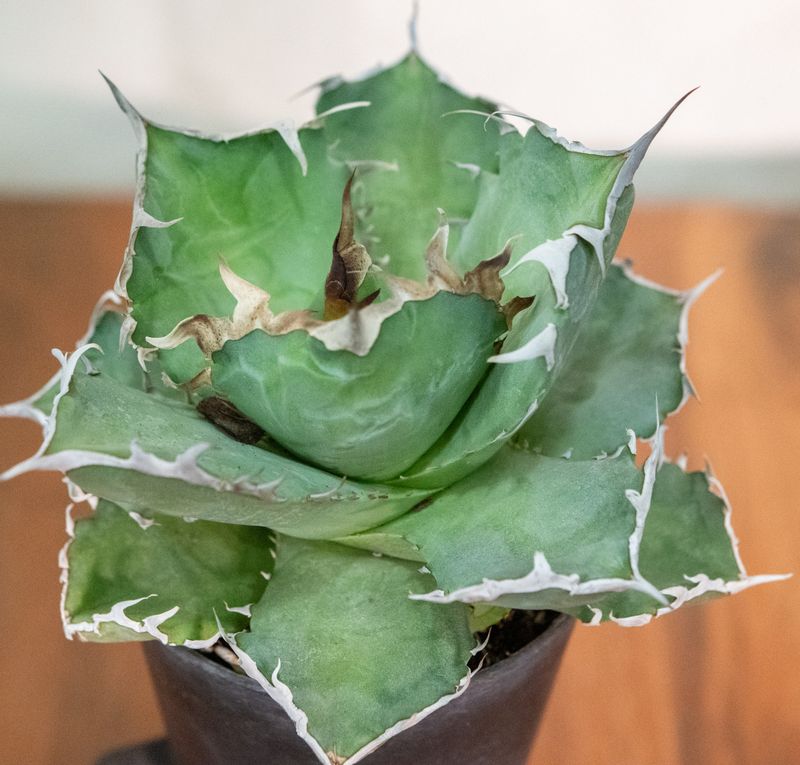 Agave titanota cv. Magic Pill Agave titanota cv. Magic Pill top-down view