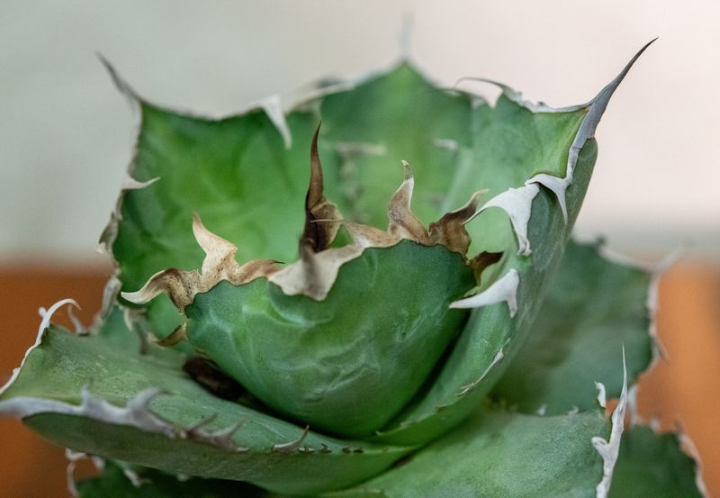 Agave titanota cv. Magic Pill tilted front angle