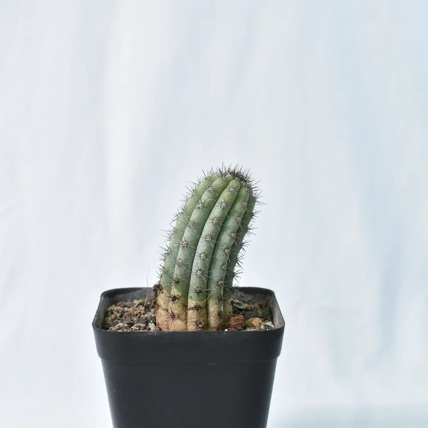 Cipocereus Bradei "Blue Candle"