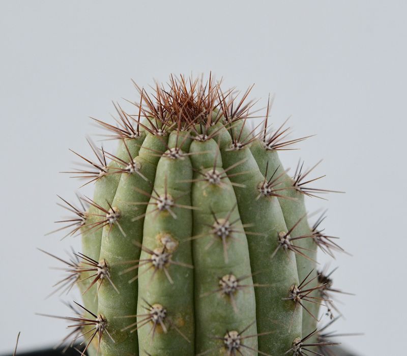 Cipocereus bradei "Blue Candle"