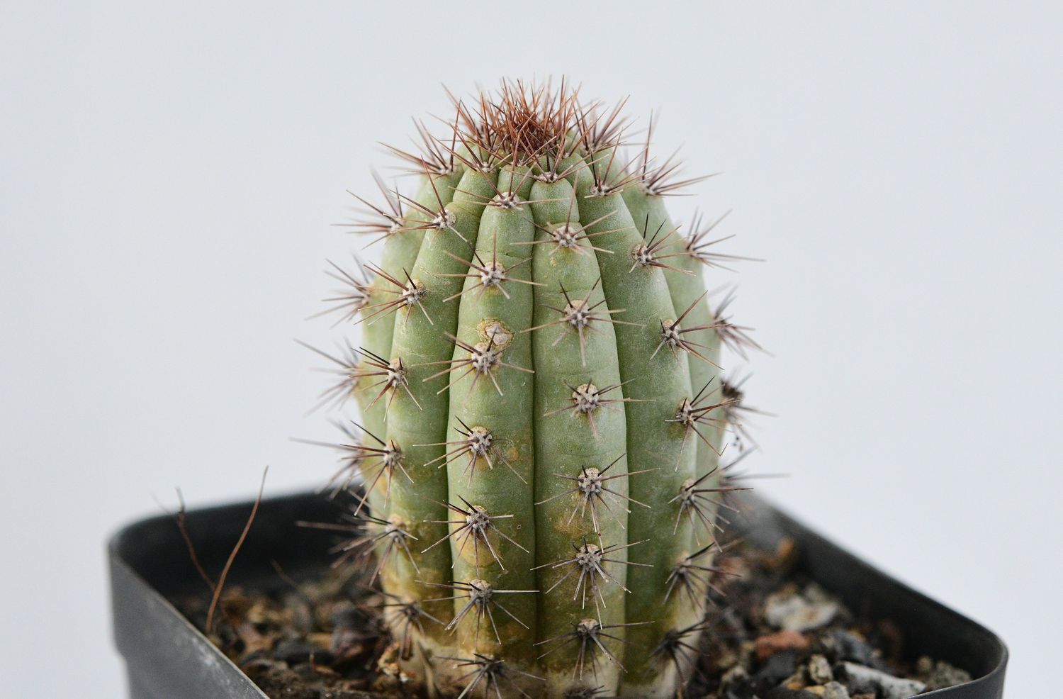 Cipocereus bradei Cipocereus bradei "Blue Candle"