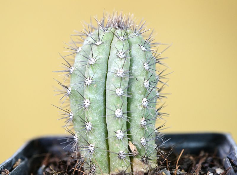 Cipocereus bradei "Blue Candle"