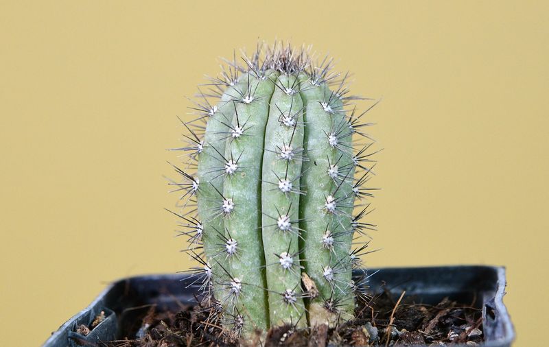 Cipocereus bradei Cipocereus bradei "Blue Candle"