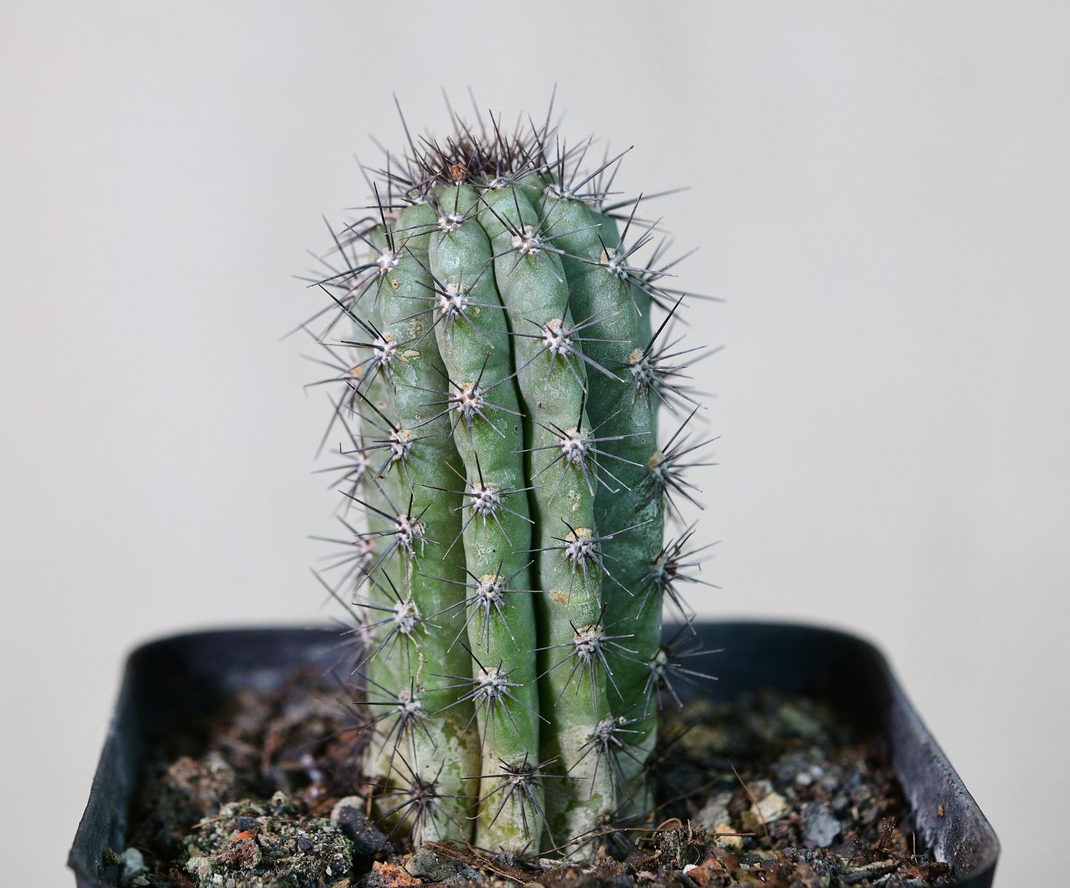 Cipocereus bradei "Blue Candle"