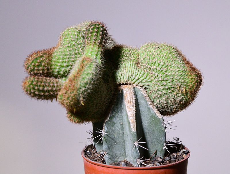 Chamaelobivia 'Crest' (Peanut Cactus) Orange Flower