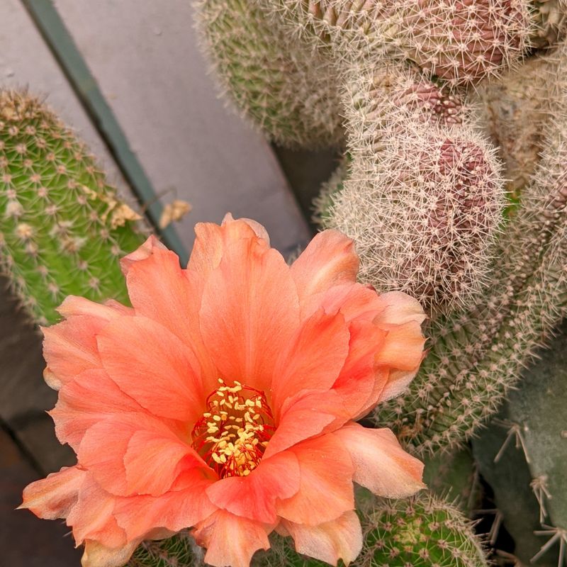 Chamaelobivia 'Crest' (Peanut Cactus) Orange Flower