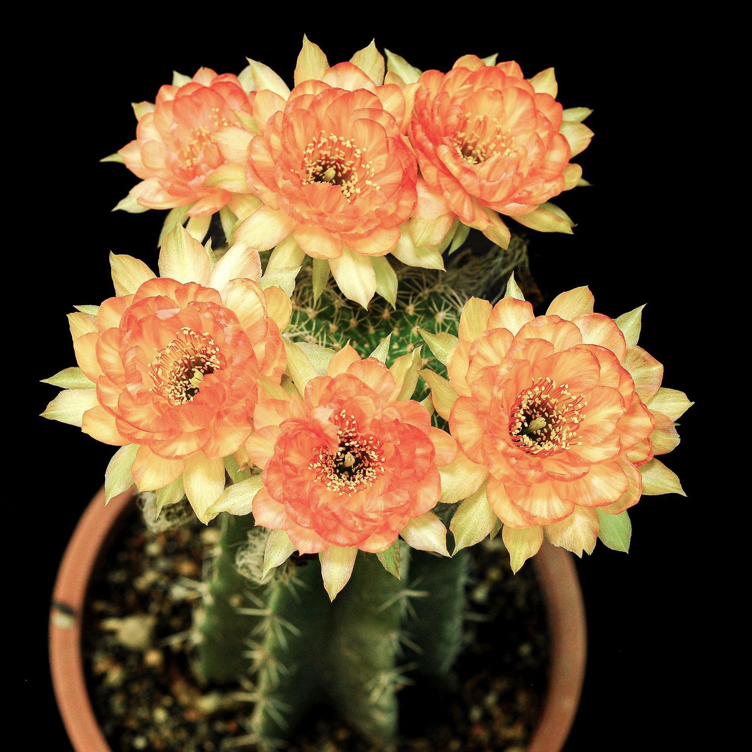 Lobivia hybrid Aurora Shift in bloom with peach and coral flowers