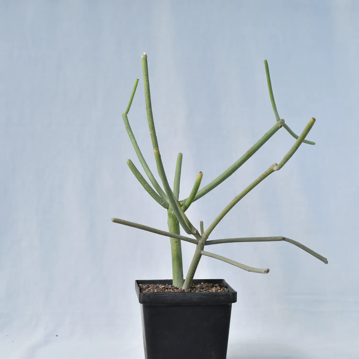Euphorbia tirucalli Pencil Tree