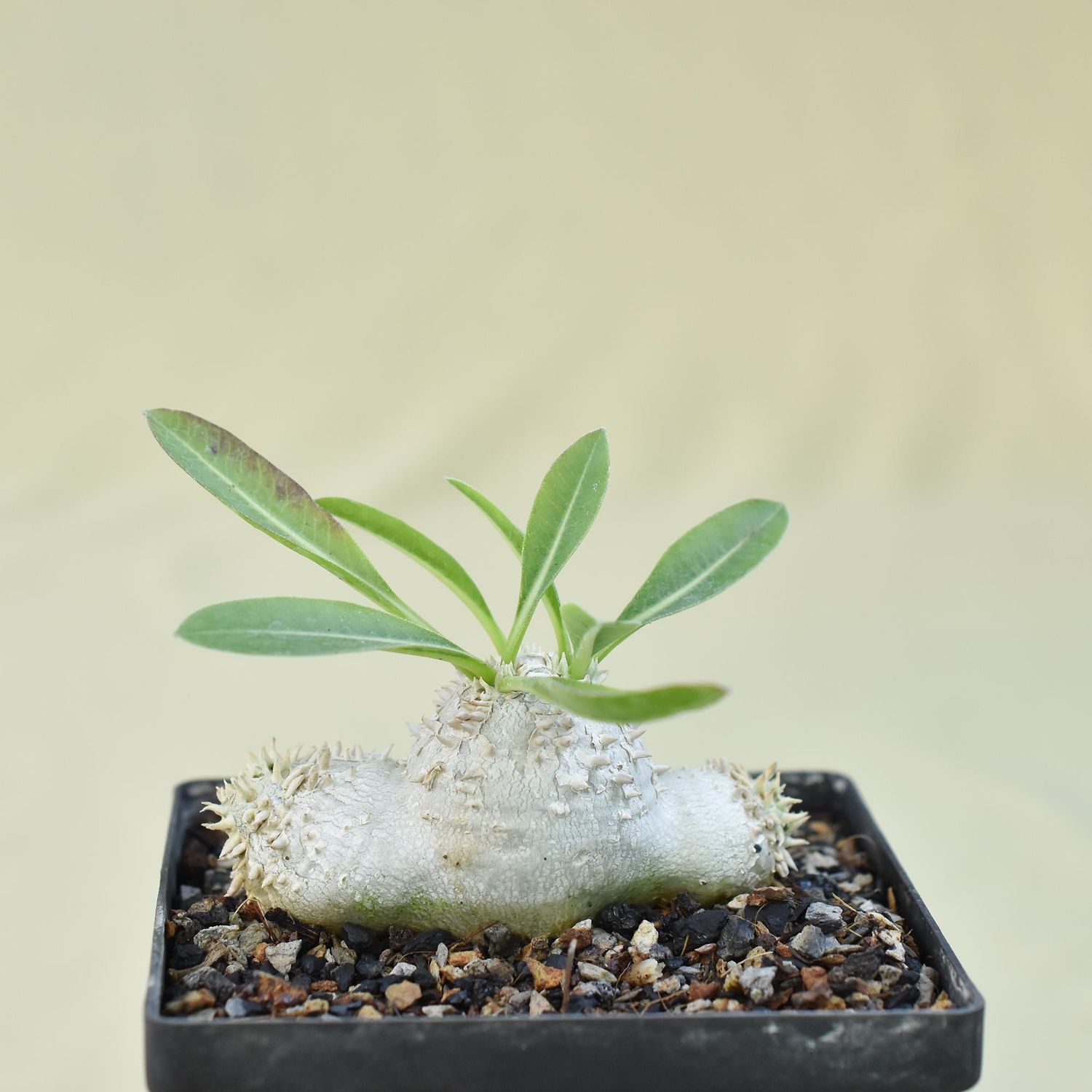 Pachypodium brevicaule