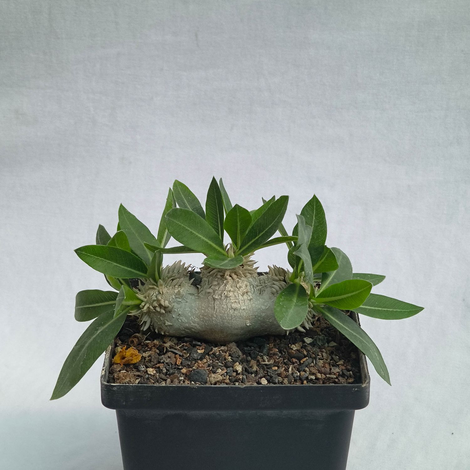 Pachypodium brevicaule