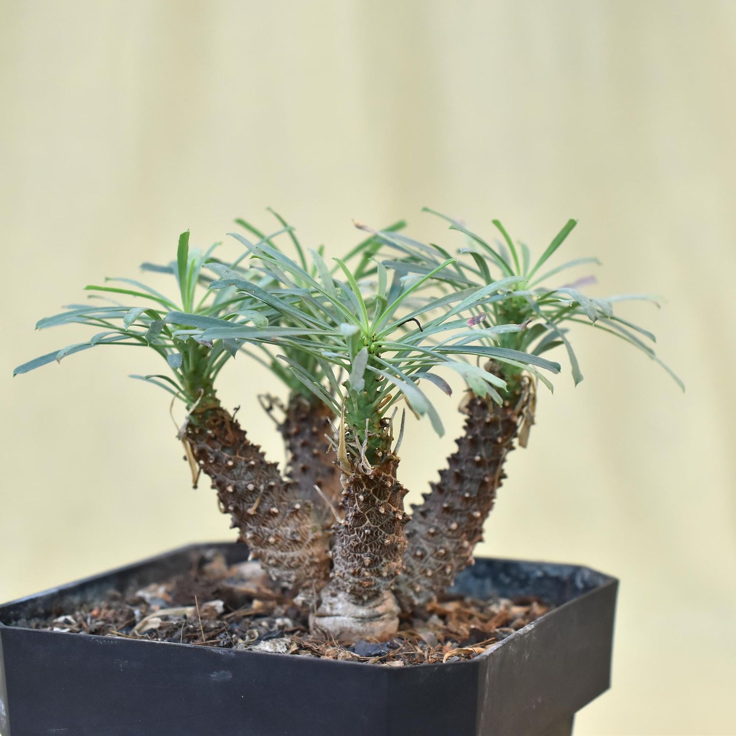 Euphorbia multifolia