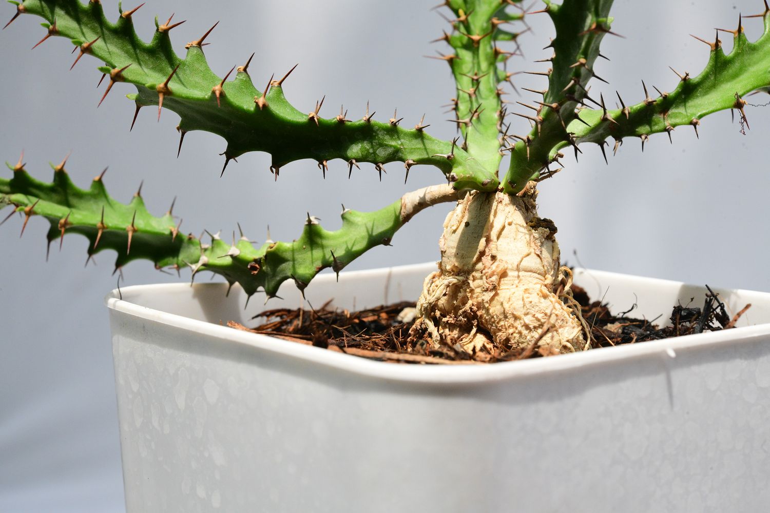 Euphorbia squarrosa Euphorbia squarrosa