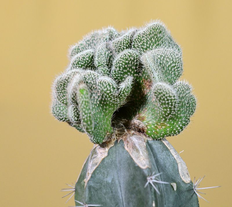 Wilcoxia kroenleinii A. Cartier crest