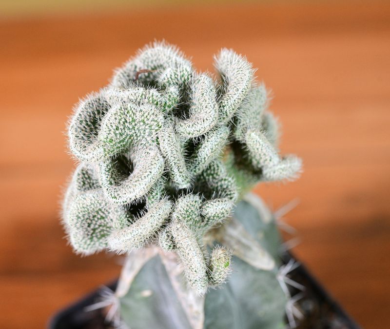 Wilcoxia kroenleinii A. Cartier crest