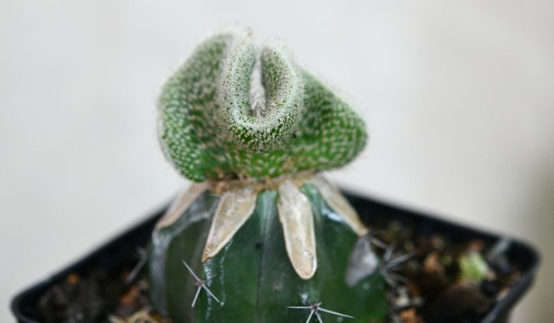 Wilcoxia kroenleinii A. Cartier crest