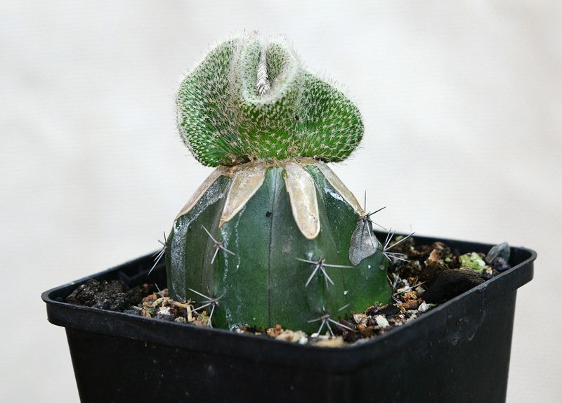 Wilcoxia kroenleinii A. Cartier crest