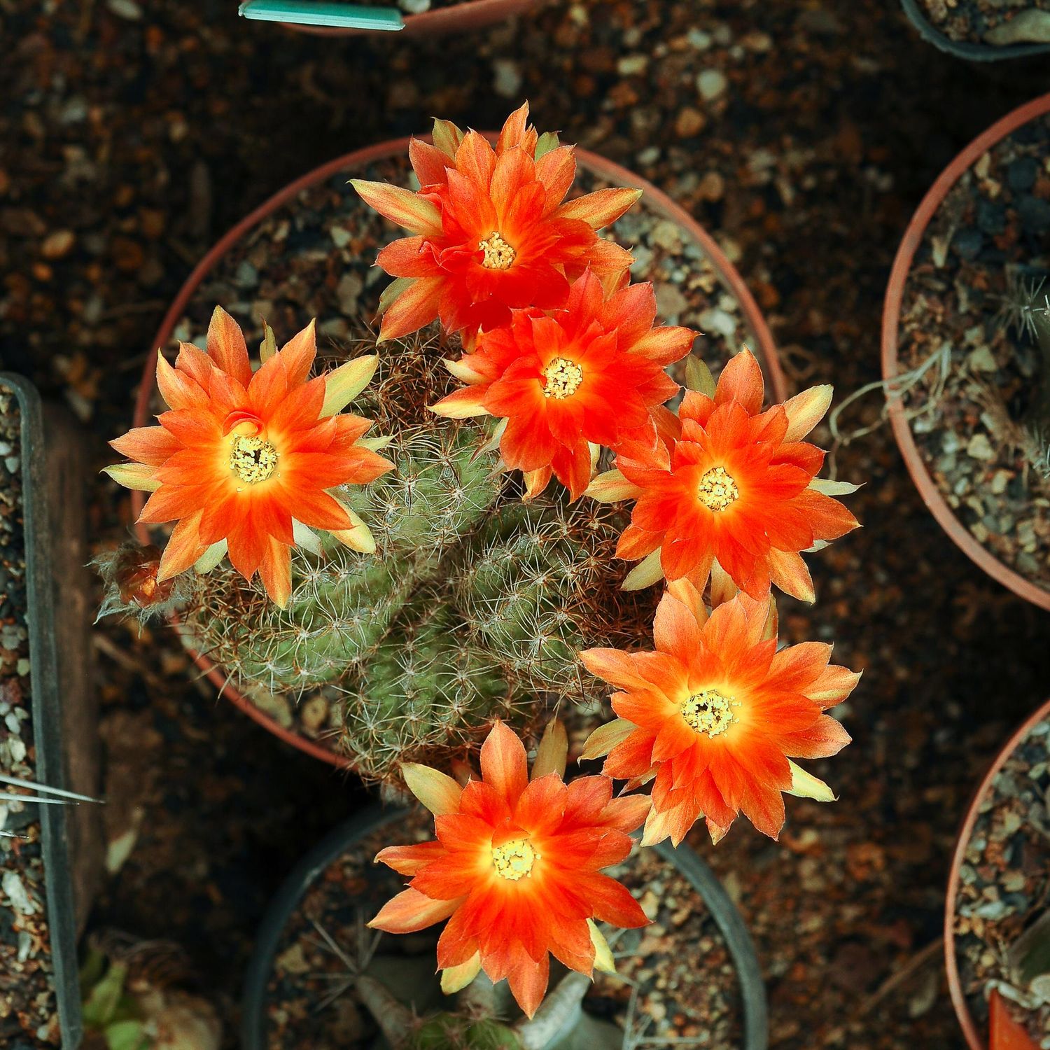 Lobivia Hybrid PA99 in bloom with red flowers