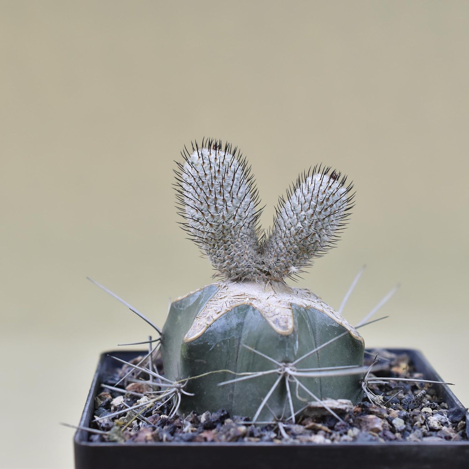 Mammillaria perezdelarosae v. andersoniana