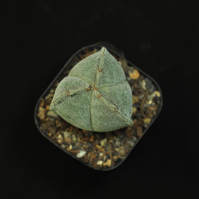 Astrophytum Myriostigma Tricostatum Astrophytum Myriostigma Tricostatum- Top view