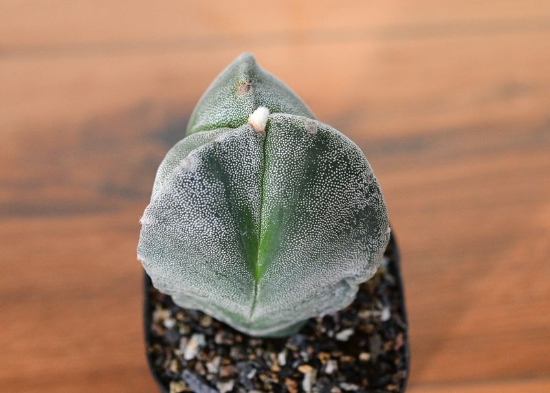 Astrophytum myriostigma Tricostatum