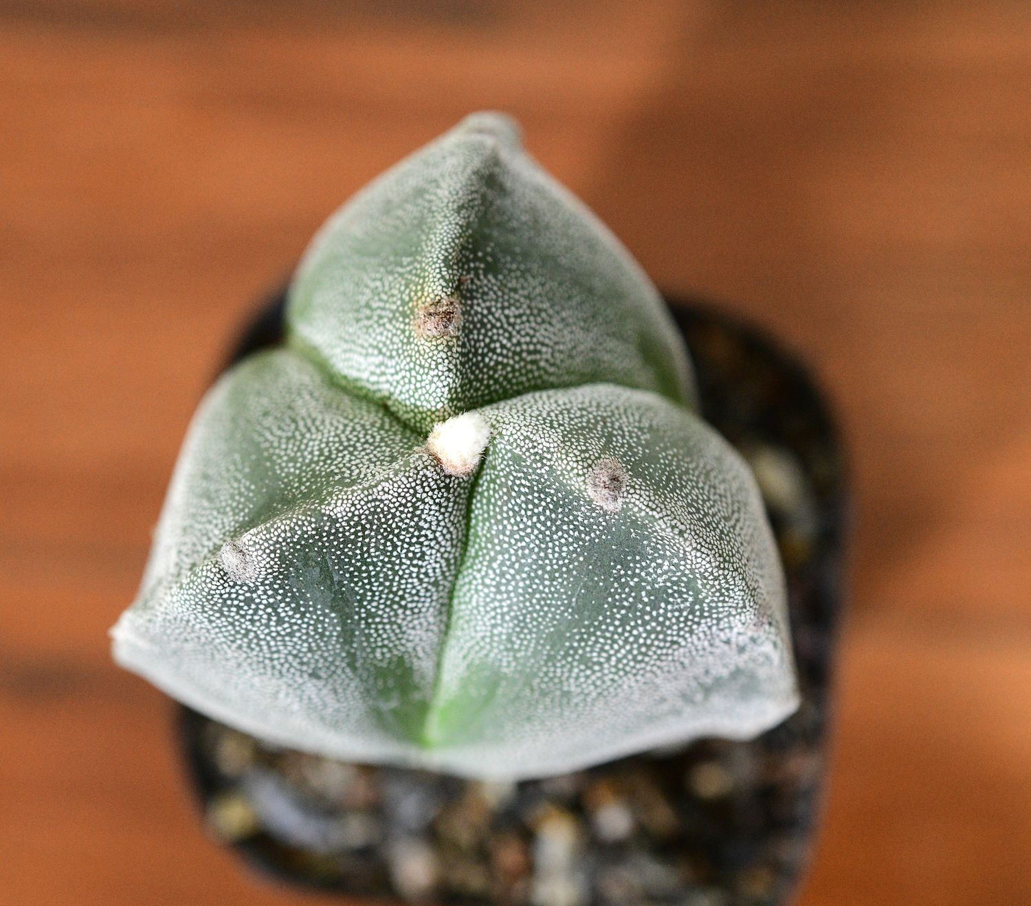 Astrophytum myriostigma Tricostatum Astrophytum myriostigma Tricostatum