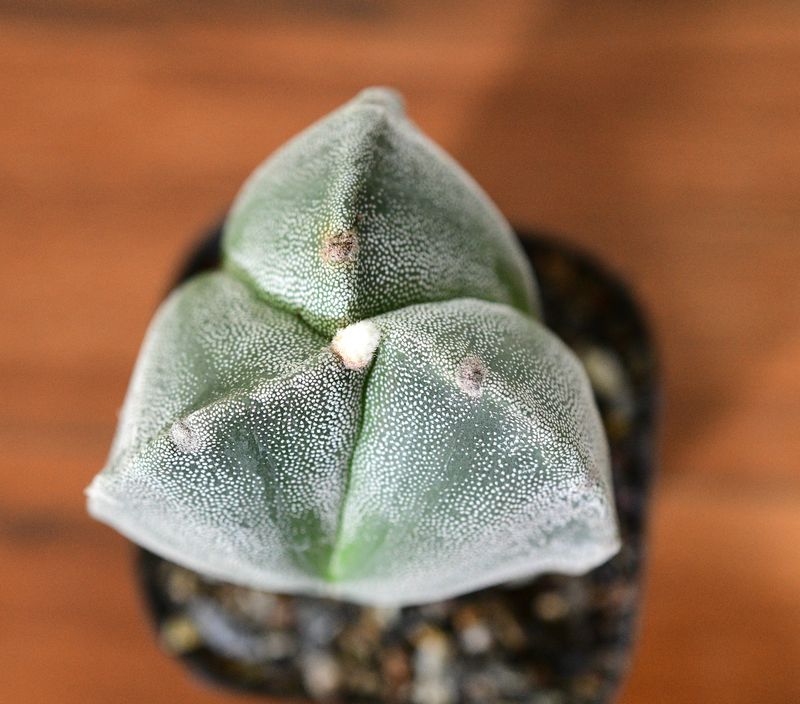 Astrophytum myriostigma Tricostatum Astrophytum myriostigma Tricostatum