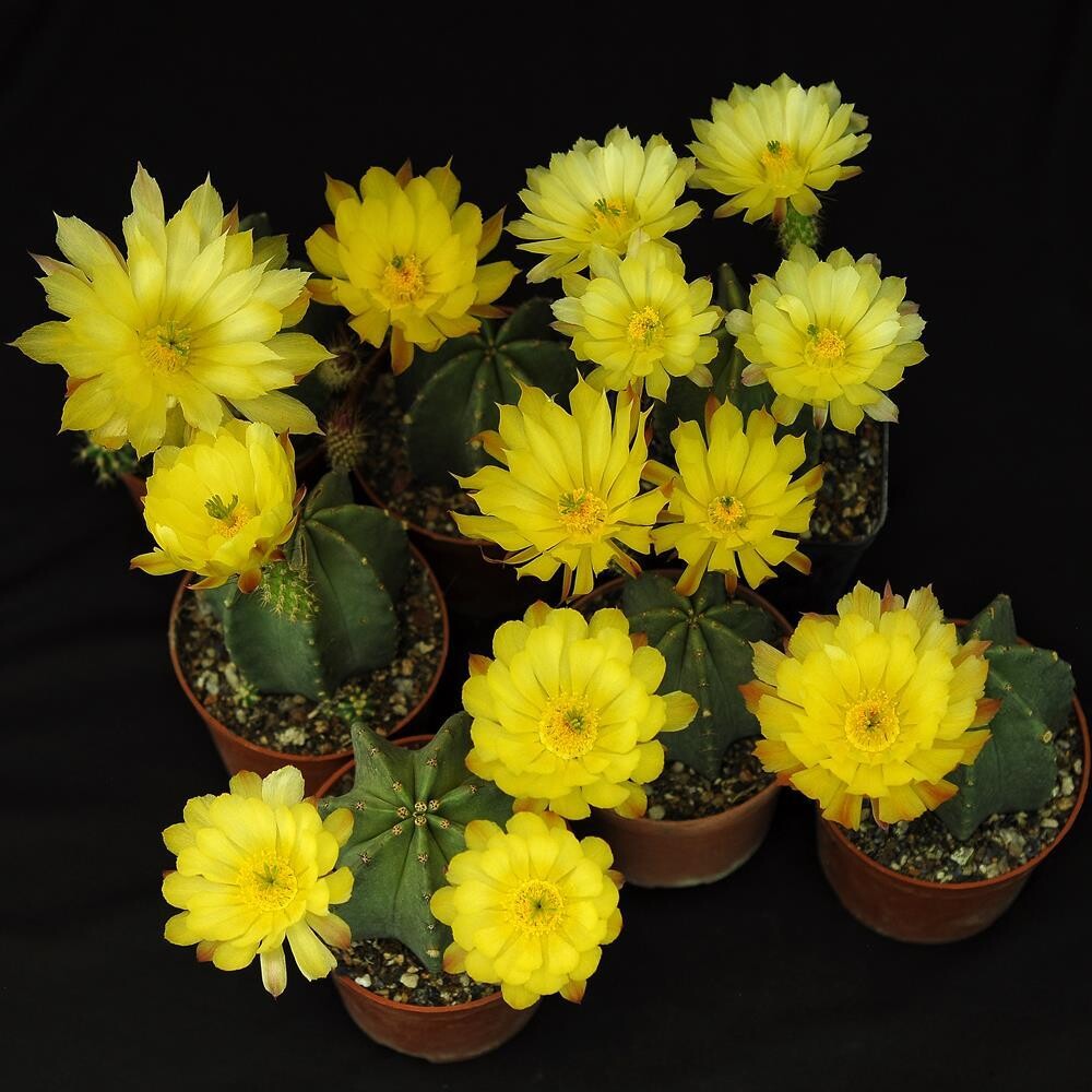 Echinocereus inermis var. luteus nursery collection in bloom