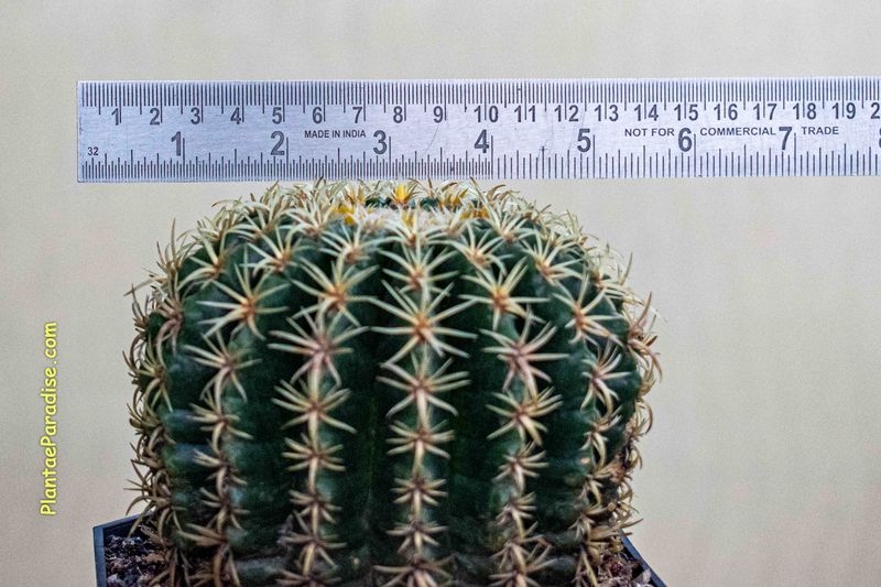 Echinocactus Grusonii Var. Curvispinus - Intermidius