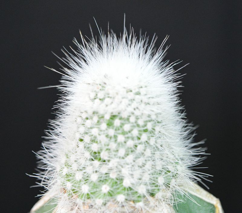 Notocactus rudibuenekeri blooming with dense white spines and green center
