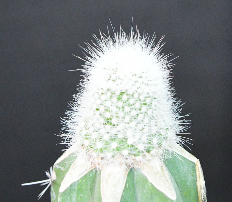 Notocactus rudibuenekeri with white fluffy flower head and pale petals