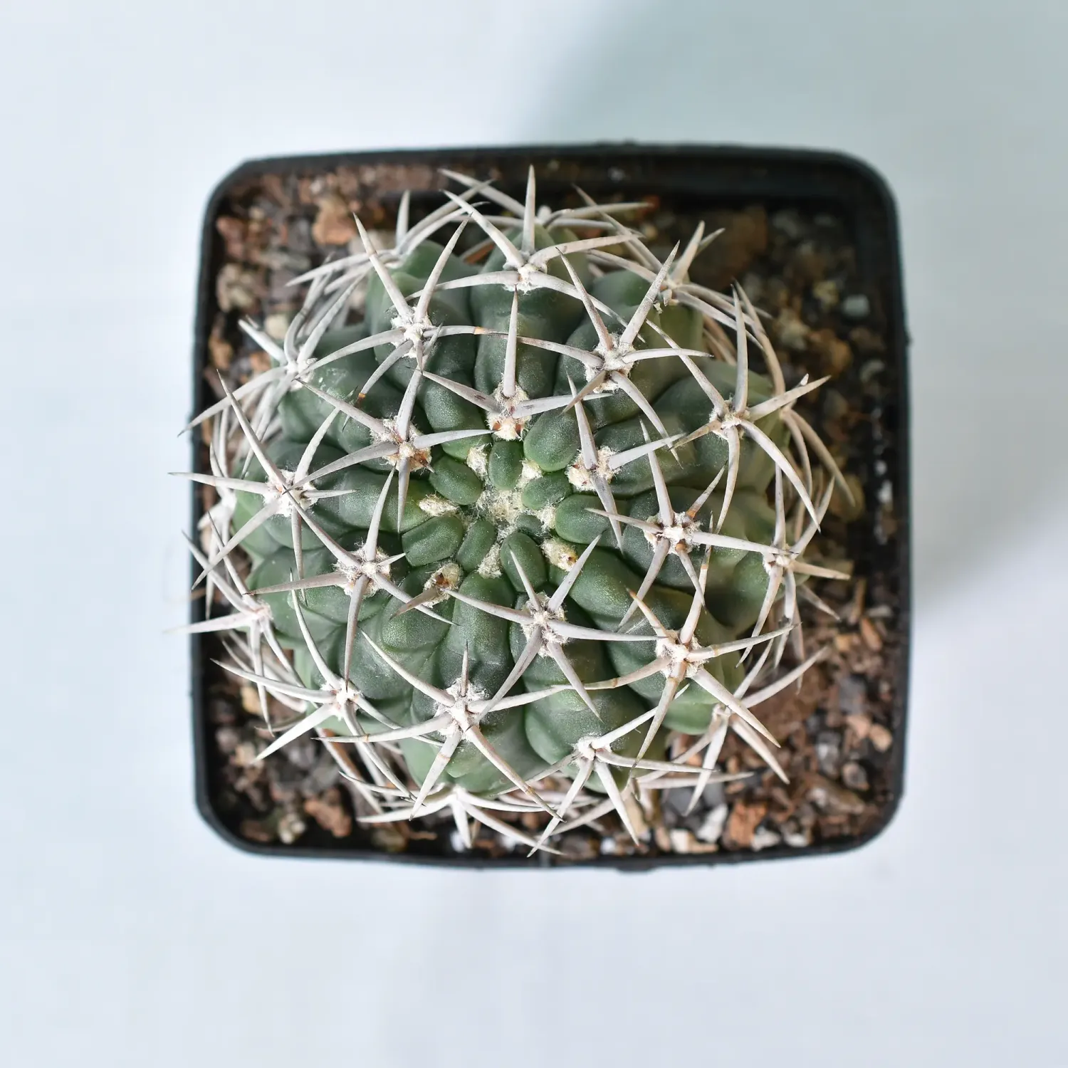 Gymnocalycium hybopleurum Var. Ferocius