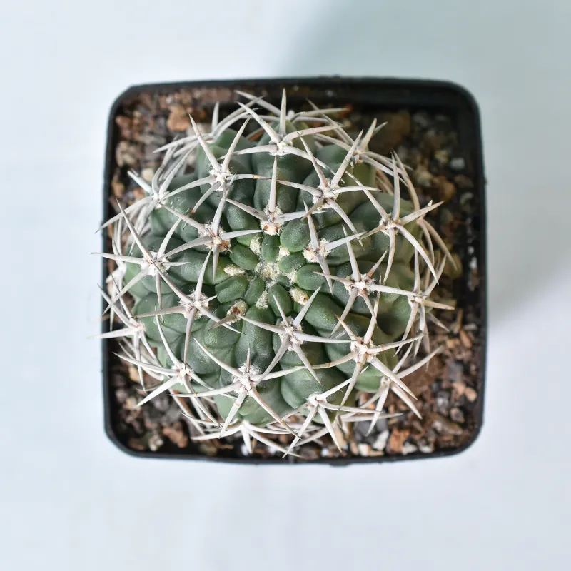 Gymnocalycium hybopleurum Var. Ferocius
